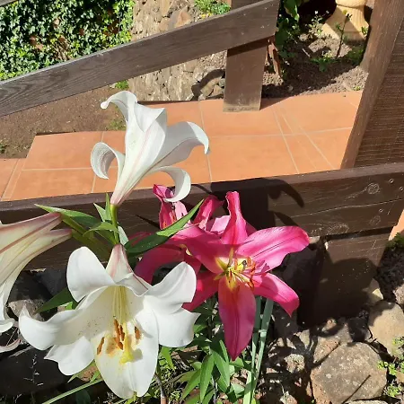 Сasa de vacaciones Barrancolaurel Moya (Gran Canaria)
